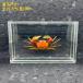  краб образец фоторамка покрой 3- интерьер украшение Crab body 3-4cm / acrylic box