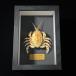  краб образец 4- ручная работа море производство краб дисплей интерьер подарок Crab body 4-5cm / frame
