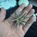  морской еж . натуральный раковина земля средний море производство ананас type растение в горшке для интерьер украшение Thorn 6-7cm