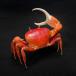 красный Pirates краб образец подлинный товар. betoa Lynn to настоящий Blum шелушение производства Uni -k. collector Home украшение 
