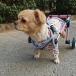  собака для инвалидная коляска после ножек лен . поддержка mobili чай item складной быстро вне .. наушники имеется XXXS White F328