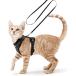 Rabbitgoo кошка Harness кошка для шлейка с поводком комплект собака кошка двоякое применение миниатюрный собака маленький размер собака 