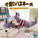  мягкая игрушка хаски Dakimakura хаски собака товары большой игрушка .. животное собака 100cm ребенок .. она семья ребенок часть магазин . день рождения Рождество baby празднование рождения 