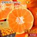 �����݂��� �S�[���h�痼 ���Q���Y ���̊ۂ݂��� ���G�i ��5kg S�T�C�Y ��60�� ���� ���� JA���F�a���^