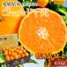 �����݂��� �S�[���h�痼 ���Q���Y ���̊ۂ݂��� ���G�i ��5kg M�`L�T�C�Y 40�`50�� JA���F�a���^