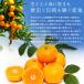 �����݂��� �S�[���h�痼 ���Q���Y ���̊ۂ݂��� ���G�i ��5kg M�`L�T�C�Y 40�`50�� JA���F�a���^ �֘A�摜5