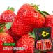  strawberry Tochigi prefecture production Sky Berry G 2 pack ( approximately 280g/1 pack )