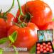  фрукты помидор rosso помидор префектура Аичи производство высота сахар раз примерно 1kg M размер 14~18 шт 
