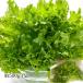  lettuce minela leaf примерно 500g 1 пакет 