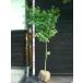 iro - momiji одиночный . большой АО 