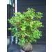 красный cocos nucifera o азалия хорошо форма большой АО 