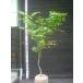 iro - momiji одиночный .