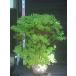  красный cocos nucifera o азалия большой АО 