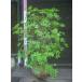  красный cocos nucifera o азалия хорошо форма хорошо АО 