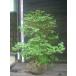  красный cocos nucifera o азалия большой АО 