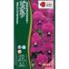 [ viola ] Bb light rose with brochi[takii вид рассада ](0.2ml)[ выдерживающий холод . один год .][ осень ..]
