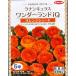 [ осень .. луковица ]la наан kyulas( wonder Land IQ) orange затенитель от солнца [sakata. tane](5 лампочка .)02P05Nov16