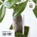  moisture meter suspension tea (M size )3.5,4,5,6 number pot for watering, decorative plant,. orchid, succulent plant 