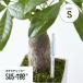  moisture meter suspension tea (S size )2,2.5,3 number pot for watering, decorative plant,. orchid, succulent plant 