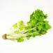  white celery 