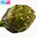  артишок Artichoke