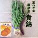 [ предварительный заказ товар ] шар лук порей рассада 500шт.@ пачка .. высшее . сырой [takii. распределение ][ шар лук порей рассада ]