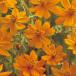  городской пейзаж для Kiva na Cosmos orange flair 1L[ цветок. вид ][takii. tane][ зеленый . проект ]