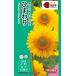  цветок вид NL300 подсолнух F1 солнечный Ricci свежий orange маленький пакет [FHM515][ цветок. вид ][takii. tane][ садоводство ]