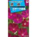  цветок вид NL150 запад утро лицо алый o - la маленький пакет [FAA311][takii. tane][ садоводство ]