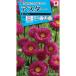  цветок вид NL150 астер персик .. нет маленький пакет [FAS553][ цветок. вид ][takii. tane][ садоводство ]
