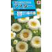  цветок вид NL150 астер белый .. нет маленький пакет [FAS555][ цветок. вид ][takii. tane][ садоводство ]