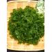  sea lettuce [ raw sea lettuce ] blue sa... thing udon .... genuine flat door .. direct delivery from producing area 