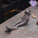 �������� ���킢�� �J�G�� ������� �V���v�� �C���e���A �������� ���M �����M ���� ���u�� ���d�p ���� �ґz ���� �v���[���g �^ ���F