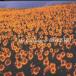 BOLERO 󥿥  CD