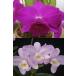 . орхидея рассада Lc.Imperial Wings 'Noble' SM/JOGA XC. CandyTuft 'Taffy'