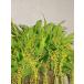 Dendrochilum cobbianum(Yellow)tendoroki Ram .,kobi дыра m