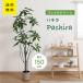 FJ искусственная зелень pakira 150cm joint 28055 # искусственная зелень декоративное растение салон интерьер настоящий поддельный не 2 торговля 