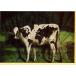  поздравительная открытка многоцелевой корова серии GLOBAL COW корова серии корова цвет фотография сообщение карта 