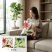 �N�b�V�����J�o�[ �V�r�� �t�����l�� 45�~45cm �t���[���X �O���[�� �x�[�W�� sybilla ������� ���I �������� �v���~�A���}�e�B�[�N �}�C�N���t�@�C�o�[