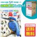 [ дополнение ] Shogakukan Inc.. иллюстрированная книга NEO[ новый версия ] птица DVD есть ( место хранения BOX есть * бесплатная доставка * условия иметь )