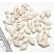 【小さな貝殻パーツ】フトコロガイ　白　お得パック60g ＜ゆうパケット可能＞