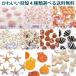 夏休み特別企画★小さな貝殻パーツ 貝殻選べるお試し　4種類　  ＜ゆうパケット配送送料無料＞
