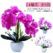  искусственный цветок . бабочка орхидея аранжировка цветов бонсай супер настоящий! живые цветы способ 14 колесо цветок салон модный полив не необходимо интерьер kochou Ran декоративное растение . цветок eko 