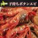  Hokkaido производство . держать креветка Botan shrimp 500g море .