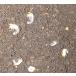  Hokkaido производство Prosopocoilus inclinatus первый .~2. личинка 10 голова 