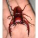  Hokkaido производство Prosopocoilus inclinatus пара 