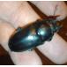  Hokkaido производство Prosopocoilus inclinatus женский 2 голова WD