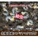  Hokkaido производство ezo Miyama рогач личинка 15 шт 