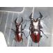  Hokkaido дорога юг производство огромный Prosopocoilus inclinatus пара мужской 69.5mm