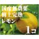 無農薬・樹上完熟レモン　１個　国産100％（愛媛県産）　1個は166ｇ〜125ｇです。